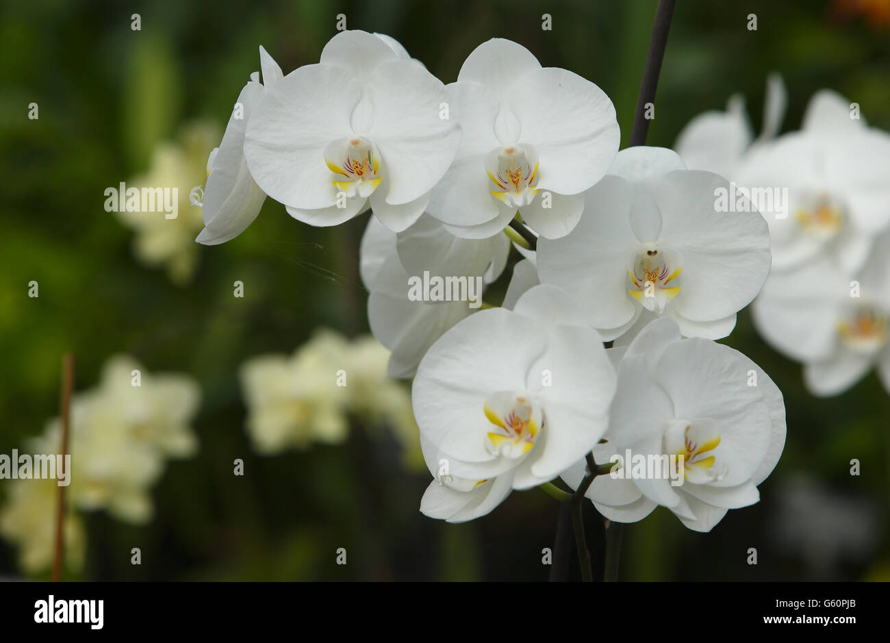 Detail einer Orchidee im RHS Wisley, die Teil einer Ausstellung während der „Orchids in the Glasshouse“ sein wird, die bis zum 14. April im Gewächshaus in den Gärten der Gesellschaft in Wisley, Surrey, stattfindet. Stockfoto