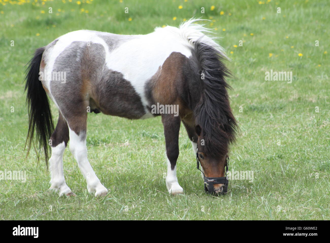 Braun & White Horse (Pinto) farbige Pferd tragen einen Maulkorb Weiden auf frischen Rasen in einem kleinen geschlossenen Gehege im späten Frühjahr. Stockfoto