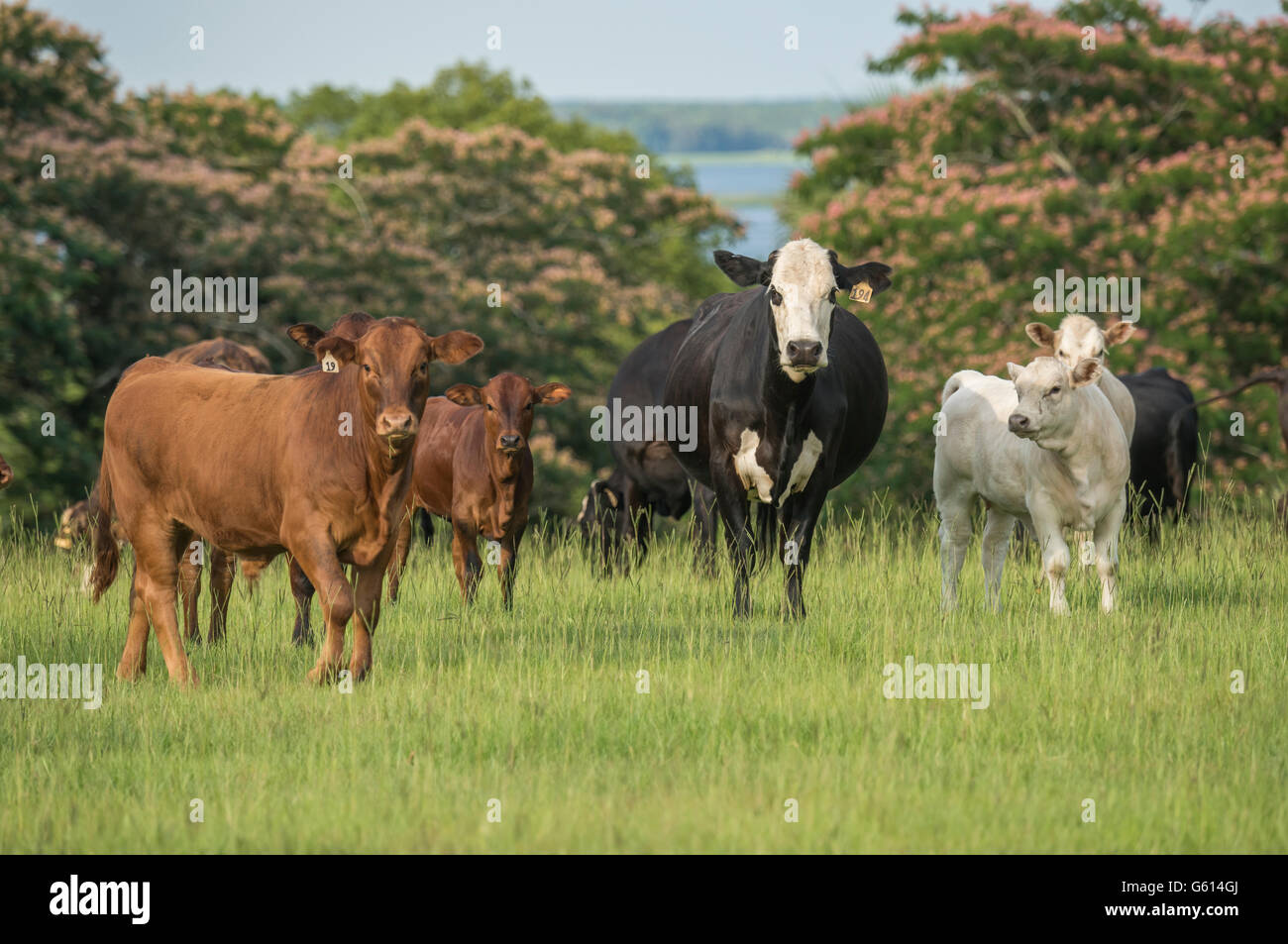 Herde von Rindfleisch Kühe auf der Weide Stockfoto