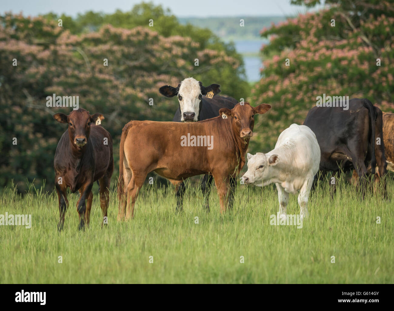 Herde von Rindfleisch Kühe auf der Weide Stockfoto