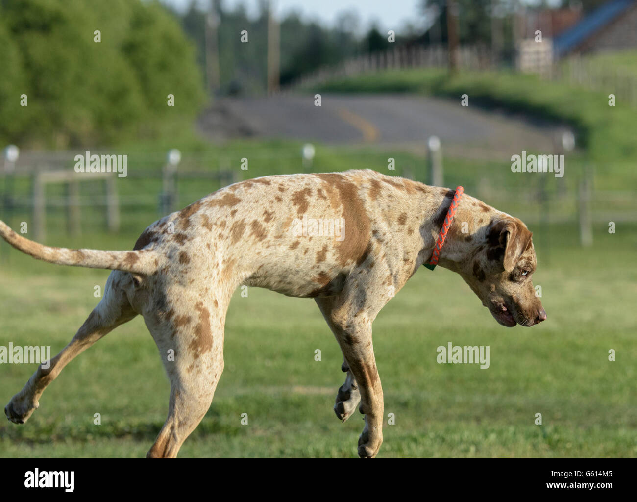 Catahoula Leopard Hund auf Rasen, 18 Monate alter Stockfotografie - Alamy
