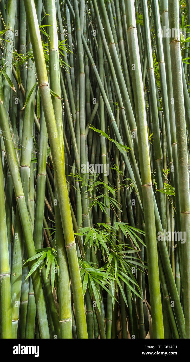 Nahaufnahme von Bambus-Stiele in Kanapaha Gärten - Gainesville, Florida Stockfoto