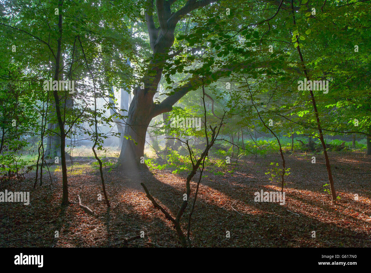Buchen und am frühen Morgen Sonnenschein Herbst Ashridge Hertfordshire Stockfoto