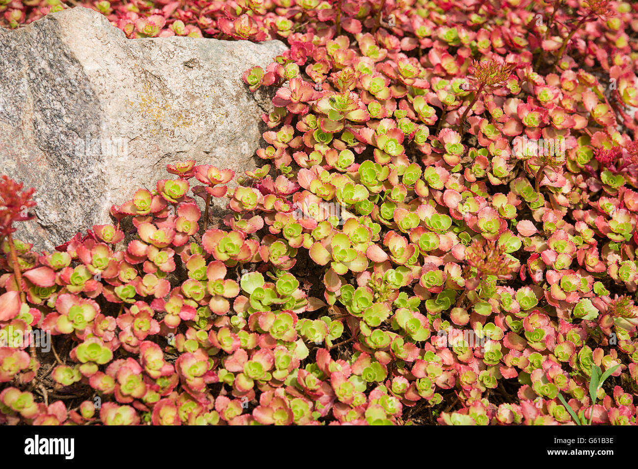 Der Rasen wächst auf einem Zierrasen im Garten Stockfoto