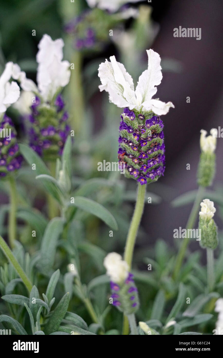 lila-weiße Lavandula Stoechas (französischer Lavendel, spanischer Lavendel oder gekrönt Lavendel) Stockfoto