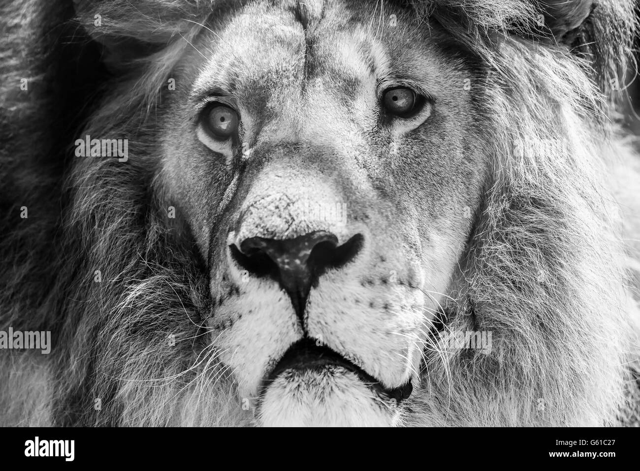 Wild Lion King Feline In Safari Portrait Stockfoto