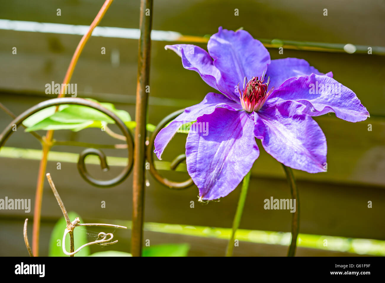 Makroaufnahme einer frischen Frühling lila Blüte Stockfoto