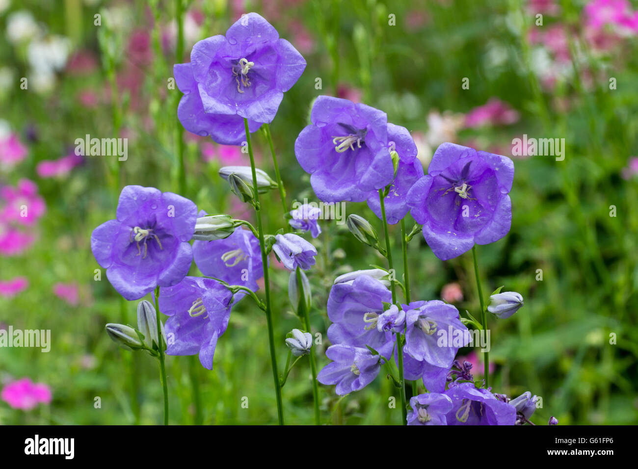 Blumen für die hohen, aufrecht wachsenden Glockenblume, Campanula latiloba Stockfoto