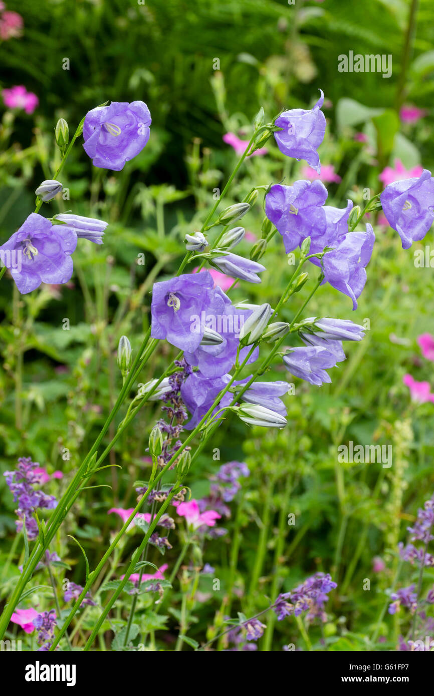 Blumen für die hohen, aufrecht wachsenden Glockenblume, Campanula latiloba Stockfoto