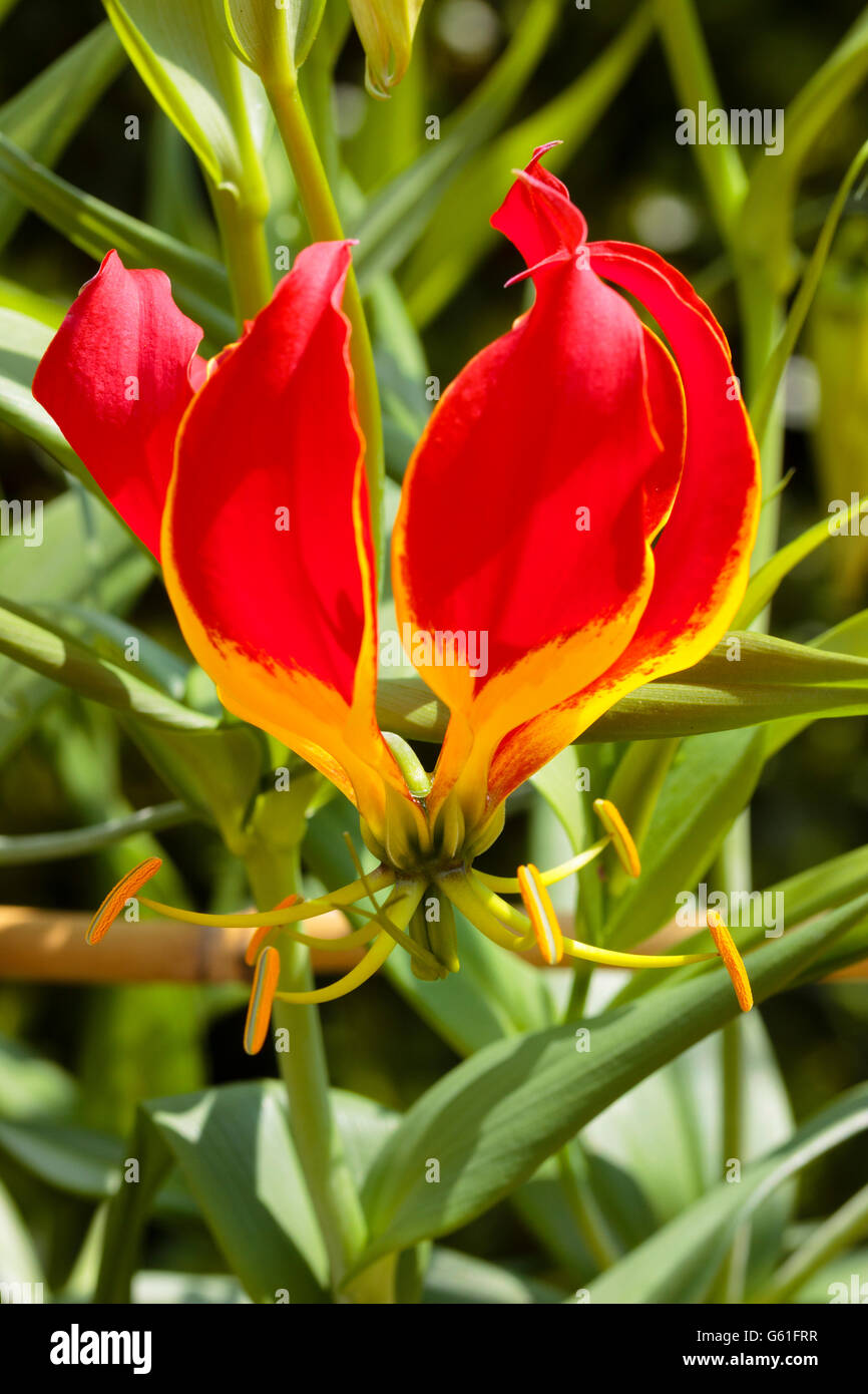 Blume der exotischen zart Klettern Pracht-Lilie, Gloriosa rothschildiana Stockfoto