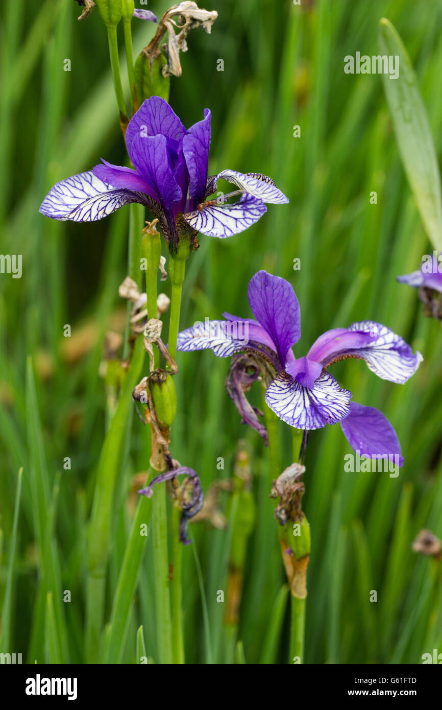 Zwei frühe Sommerblumen der robusten Sibirischen Schwertlilie, Iris Sibirica "Flug der Schmetterlinge" Stockfoto