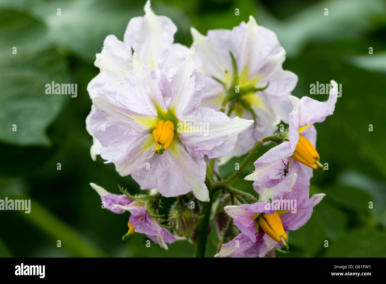 Zierpflanzen der Salat Kartoffel, Solanum Tuberosum "Charlotte" Stockfoto