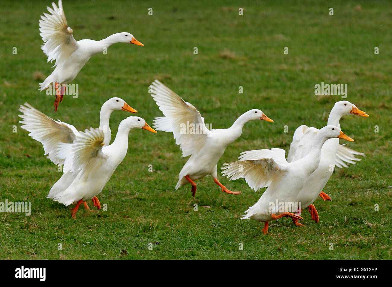 FOTO. Indische Enten während der Entenhütung auf der BASC Gamekeepers' Fair, Catton Park, Walton-on-Trent, Derbyshire. Stockfoto