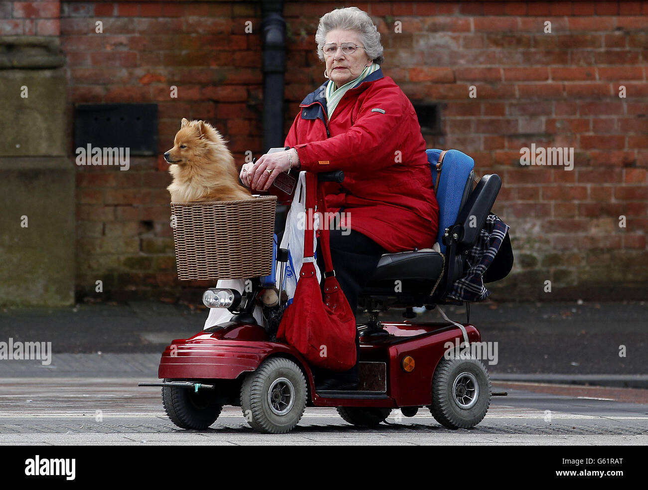 Eine Frau macht ihren Weg durch Ashton-under-Lyne auf einem Mobilitätsroller, zusammen mit einem Hund im vorderen Korb. Stockfoto