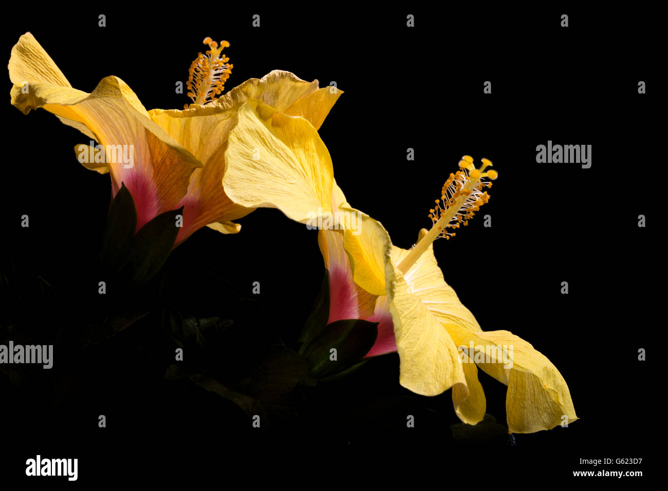 Paar Hibiskusblüten mit einem schwarzen Hintergrund. Stockfoto