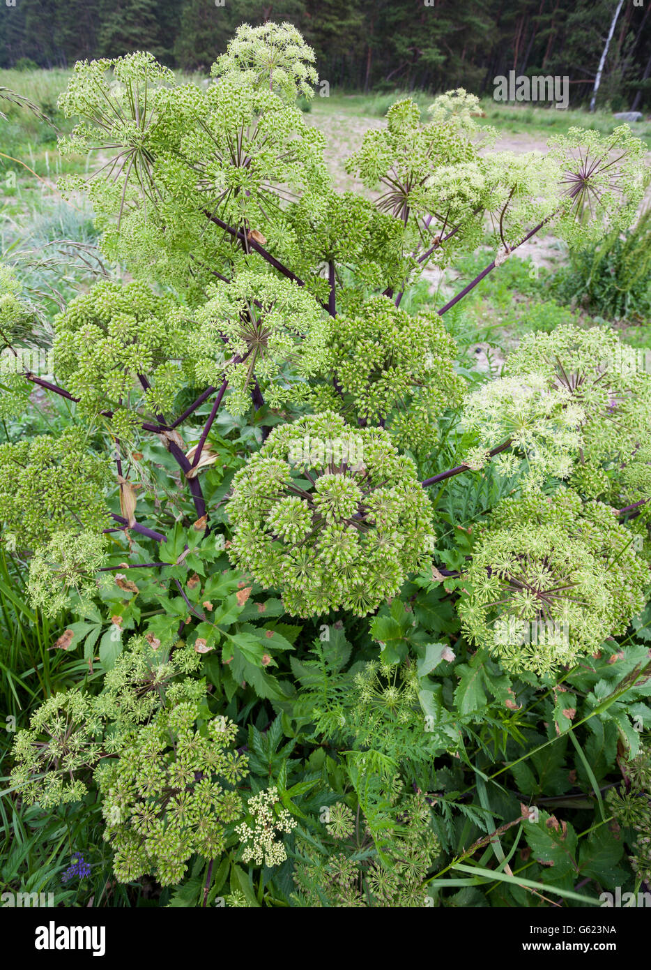 Garten Angelica (Angelica Archangelica) Stockfoto