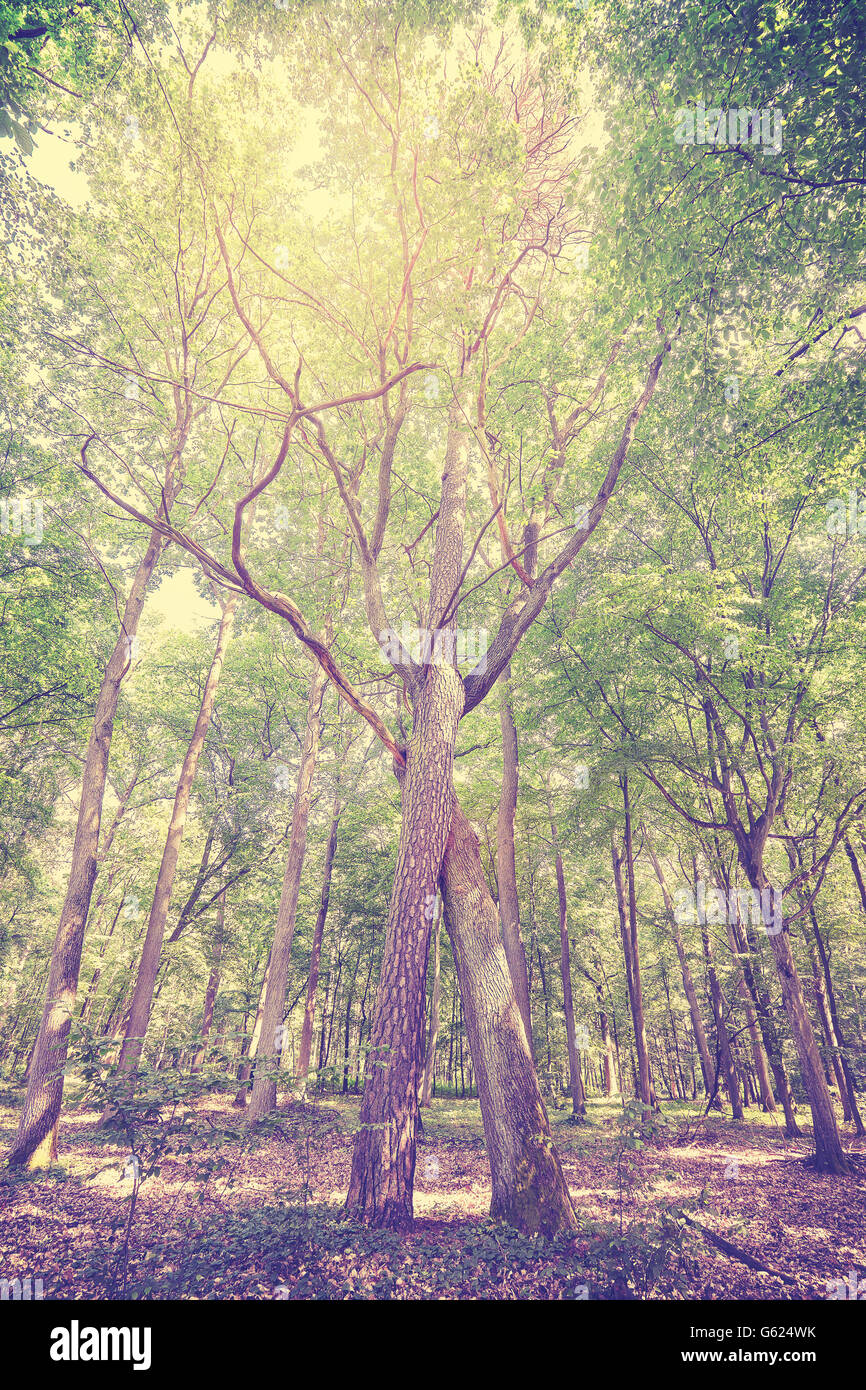 Vintage getönten geflochtene Bäume in einem Wald. Stockfoto