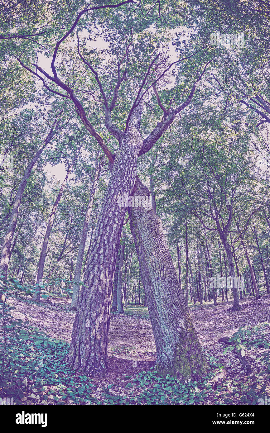 Vintage getönten geflochtene Bäume in einem Wald. Stockfoto