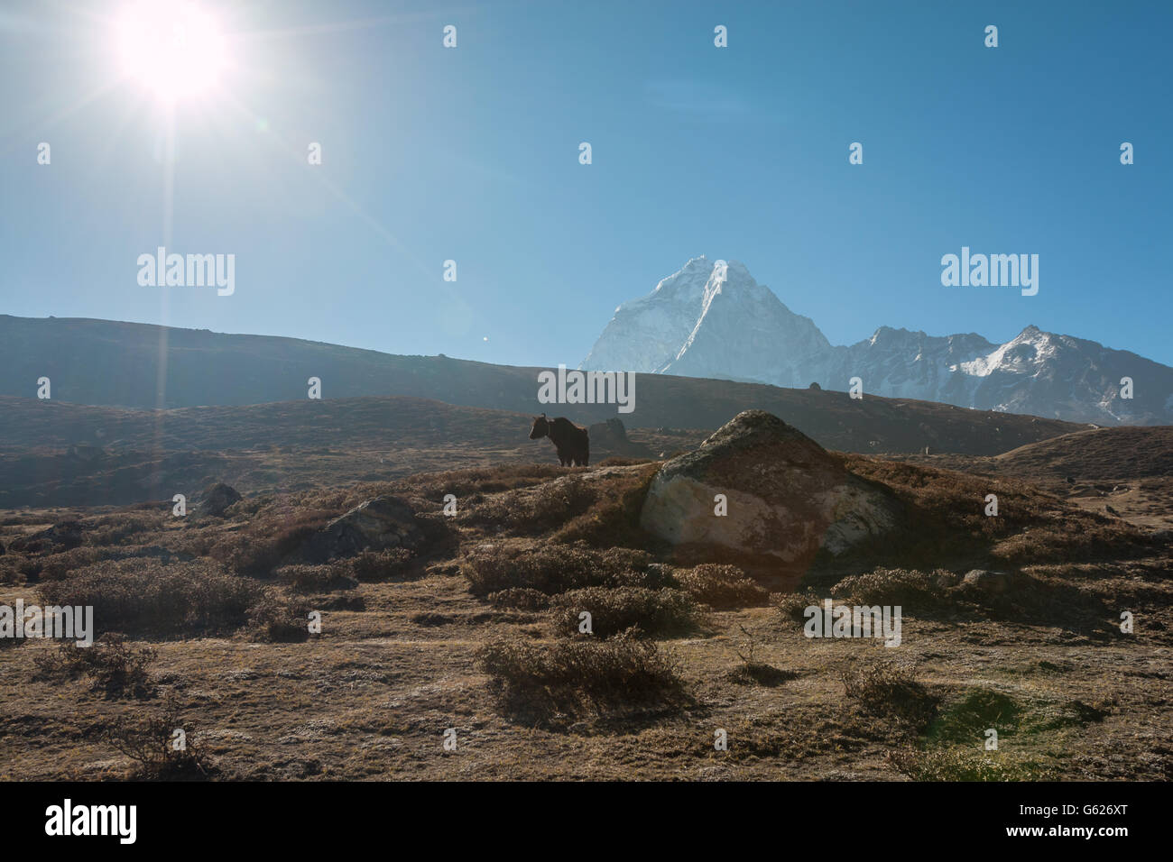 Yak im Himalaya-Gebirge Stockfoto