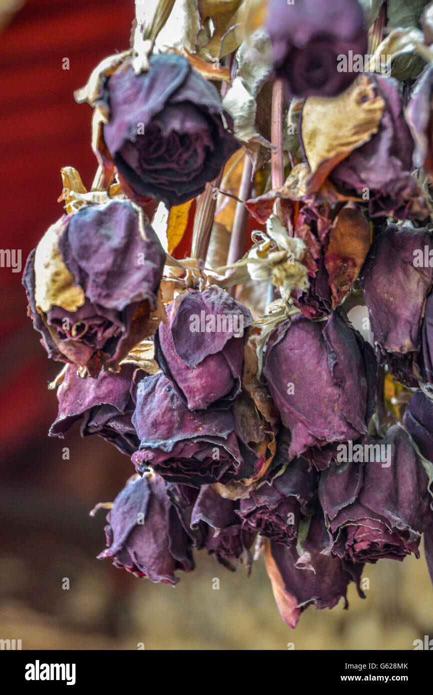 Getrocknete rose Blume Stockfoto
