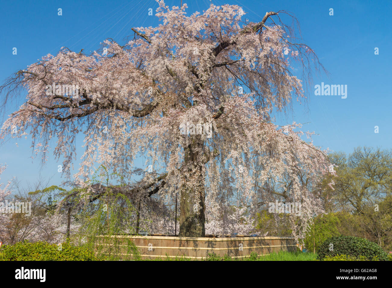 Maruyama-Park in Kyoto/Japan während der Kirschblüte festival Stockfoto