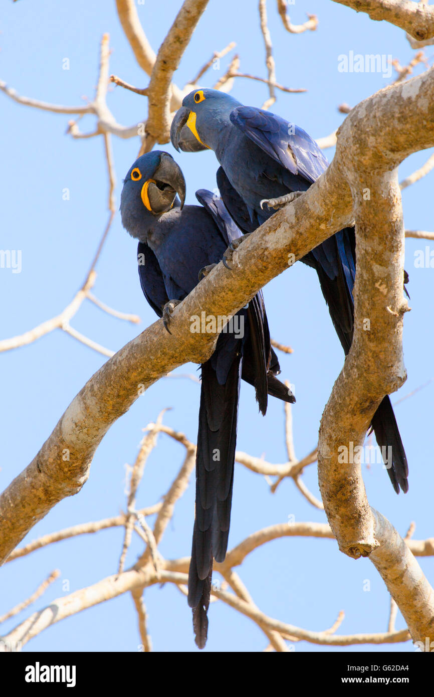 Hyazinthe oder sieht Ara (Anodorhynchus Hyacinthinus) in freier Wildbahn im brasilianischen Pantanal Stockfoto