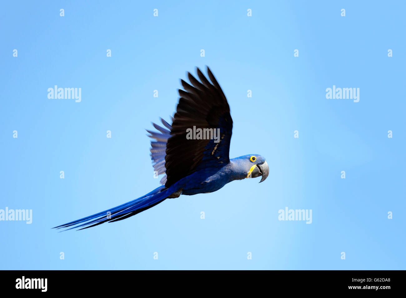 Hyazinthe oder sieht Ara (Anodorhynchus Hyacinthinus) in freier Wildbahn im brasilianischen Pantanal Stockfoto