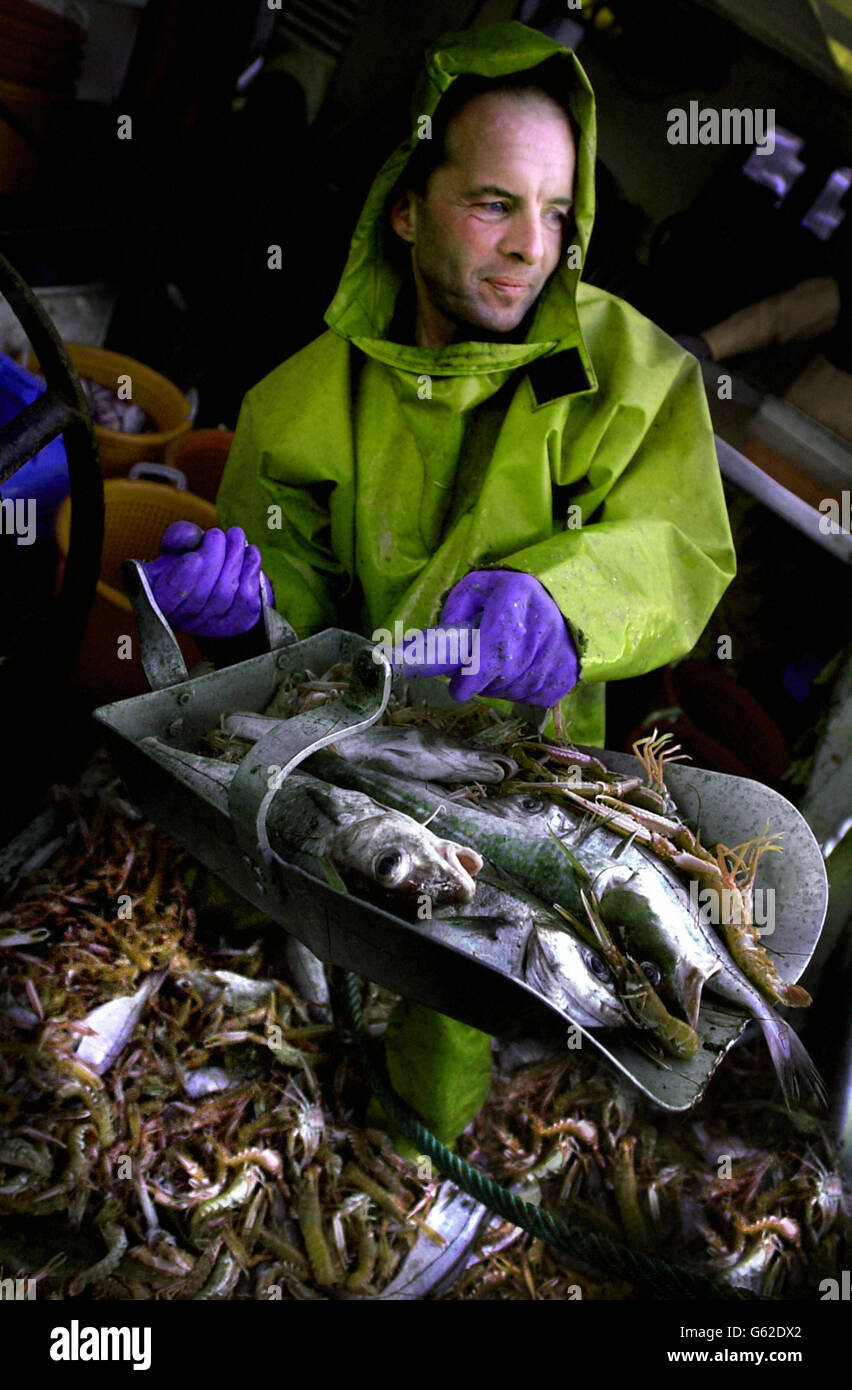 Im Hafen von Eyemouth wird eine gemischte Partie Fisch vor der schottischen Ostküste aussortiert. Die Kabeljaubestände in den Gewässern um das Vereinigte Königreich stehen vor dem Zusammenbruch, wenn die kommerzielle Fischerei nicht sofort gestoppt wird, warnte ein Bericht auf höchster Ebene. * In Einem Bericht von Wissenschaftlern forderte die Europäische Kommission ein pauschales Verbot der Kabeljaufischerei in der Nordsee, der Irischen See und den Gewässern im Westen Schottlands, um die Wiederauffüllung der Bestände zu ermöglichen. Fischereigruppen im Vereinigten Königreich sagten, dass die Empfehlungen, die weitgehend durchgesickert worden waren, den Verlust von 20,000 Arbeitsplätzen bedeuten und der Industrie eine Milliarde an entgangenen Gewinnen kosten könnten. Stockfoto