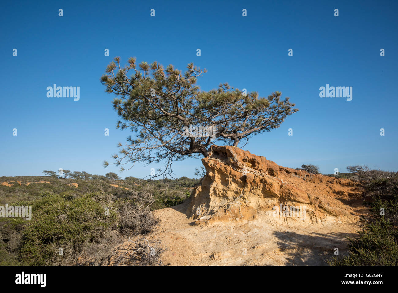 Torrey Pines State Park, San Diego, CA Stockfoto