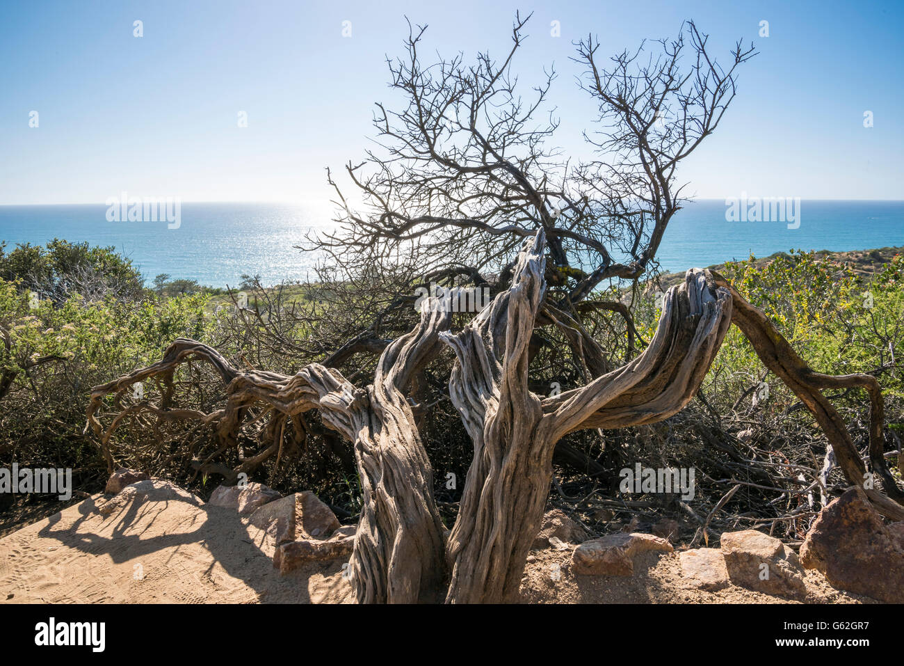 Verwitterter Baum Skelett im Torrey Pines State Park, San Diego, CA Stockfoto