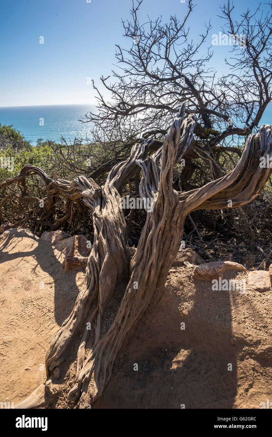 Verwitterter Baum Skelett im Torrey Pines State Park, San Diego, CA Stockfoto