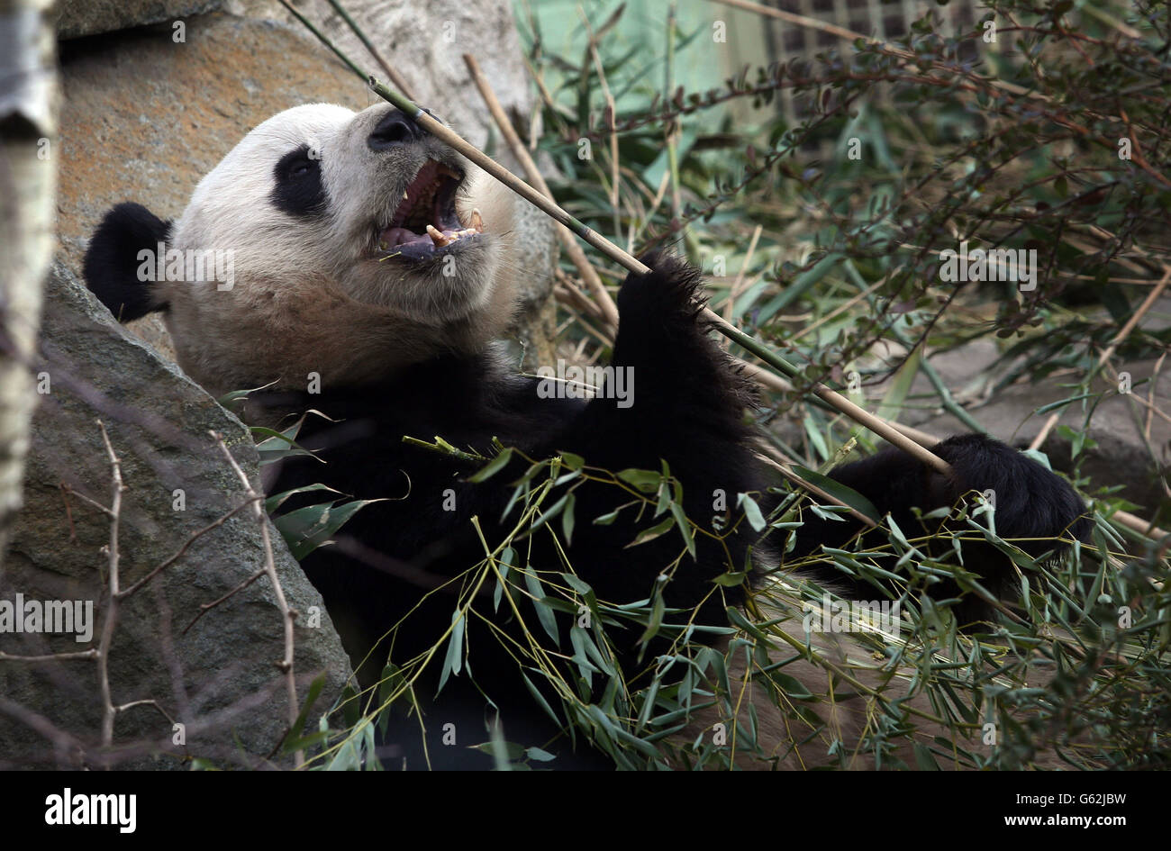 Yang Guang der männliche Panda im Edinburgh Zoo ruht in seinem Gehege vor dem Beginn eines 36-Stunden-Zuchtfensters. Stockfoto
