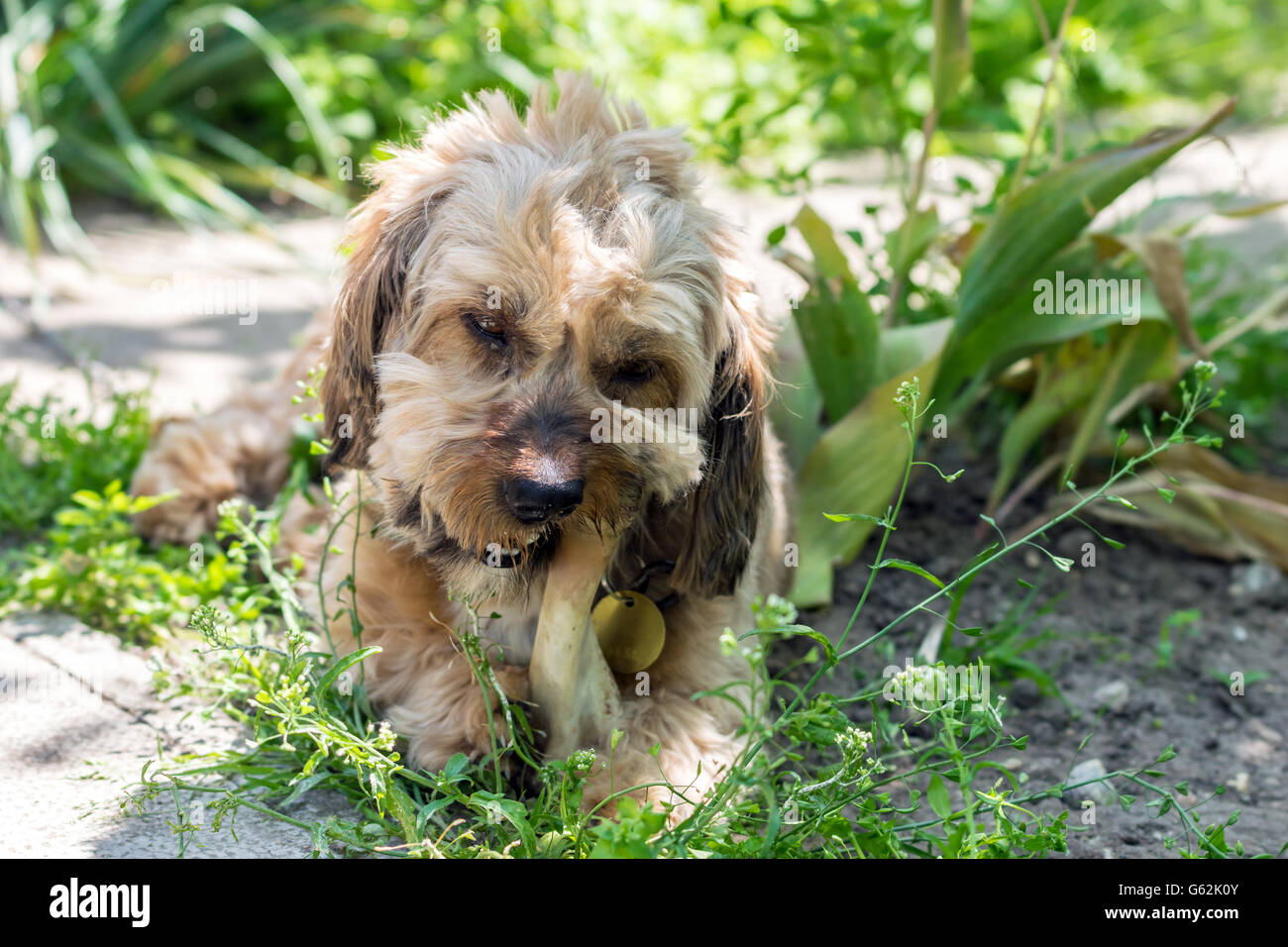 Süße flauschige Mischling Hund einen Knochen zu essen Stockfoto