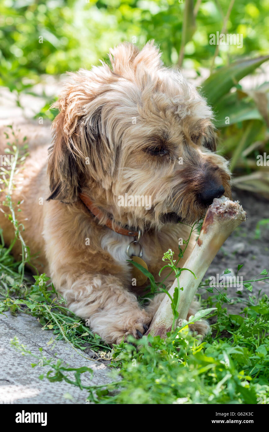 Süße flauschige Mischling Hund einen Knochen zu essen Stockfoto