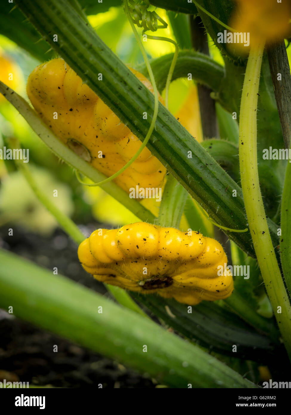Pattypan Squash wachsen im freien Stockfoto