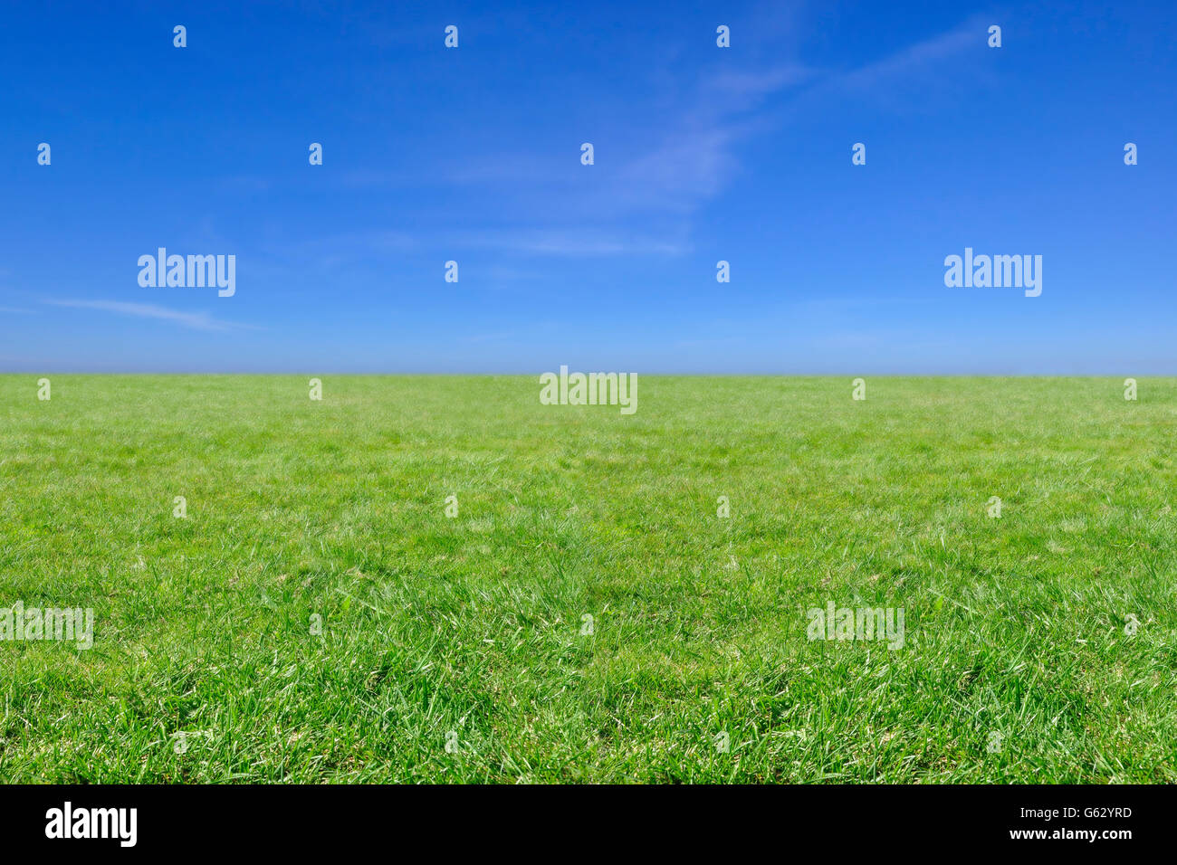 Hintergrundbild für ein leeres grünes Feld mit blauem Himmel Stockfoto