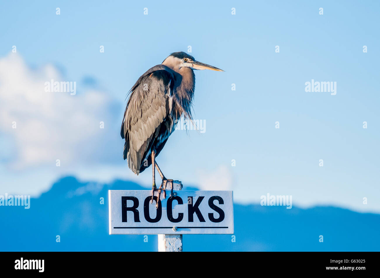 Heron auf Felsen Schild Stockfoto