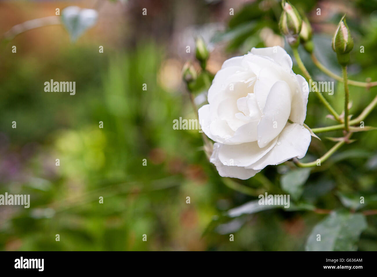 Einzelne weiße rose Stockfoto