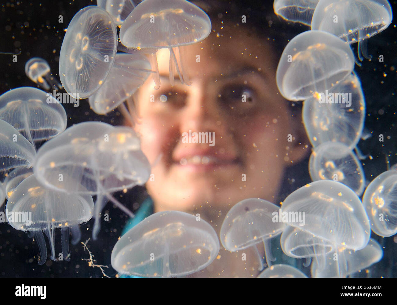 Die Aquaristin Ruth Chamberlain sieht einen kreisel voller Baby Moon Jellyfish im Sea Life London Aquarium im Zentrum von London, Teil eines Boom von Baby Quallen im Aquarium. Stockfoto