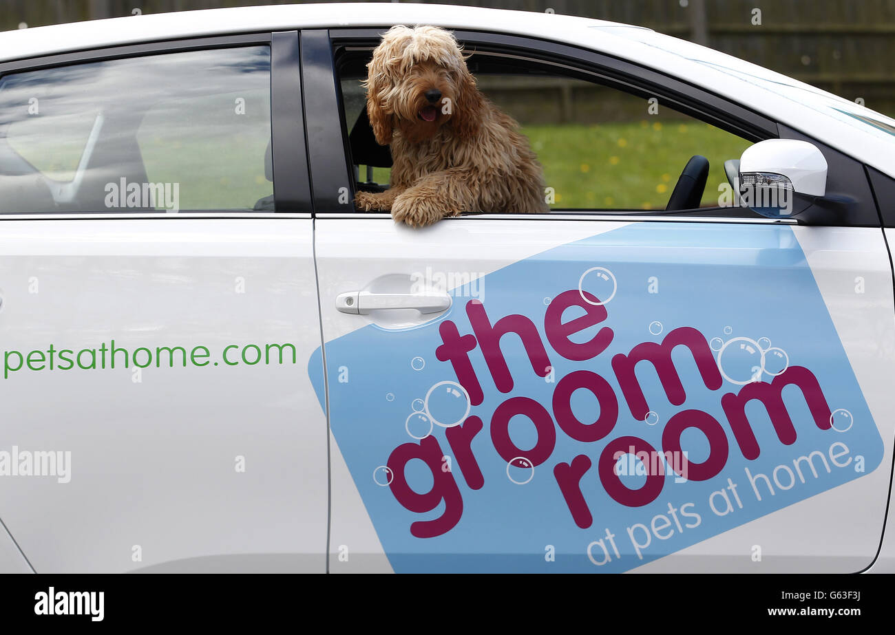 George, ein Cockapoo, nimmt Platz im neuen Pets at Home Groom Room Toyota. Stockfoto