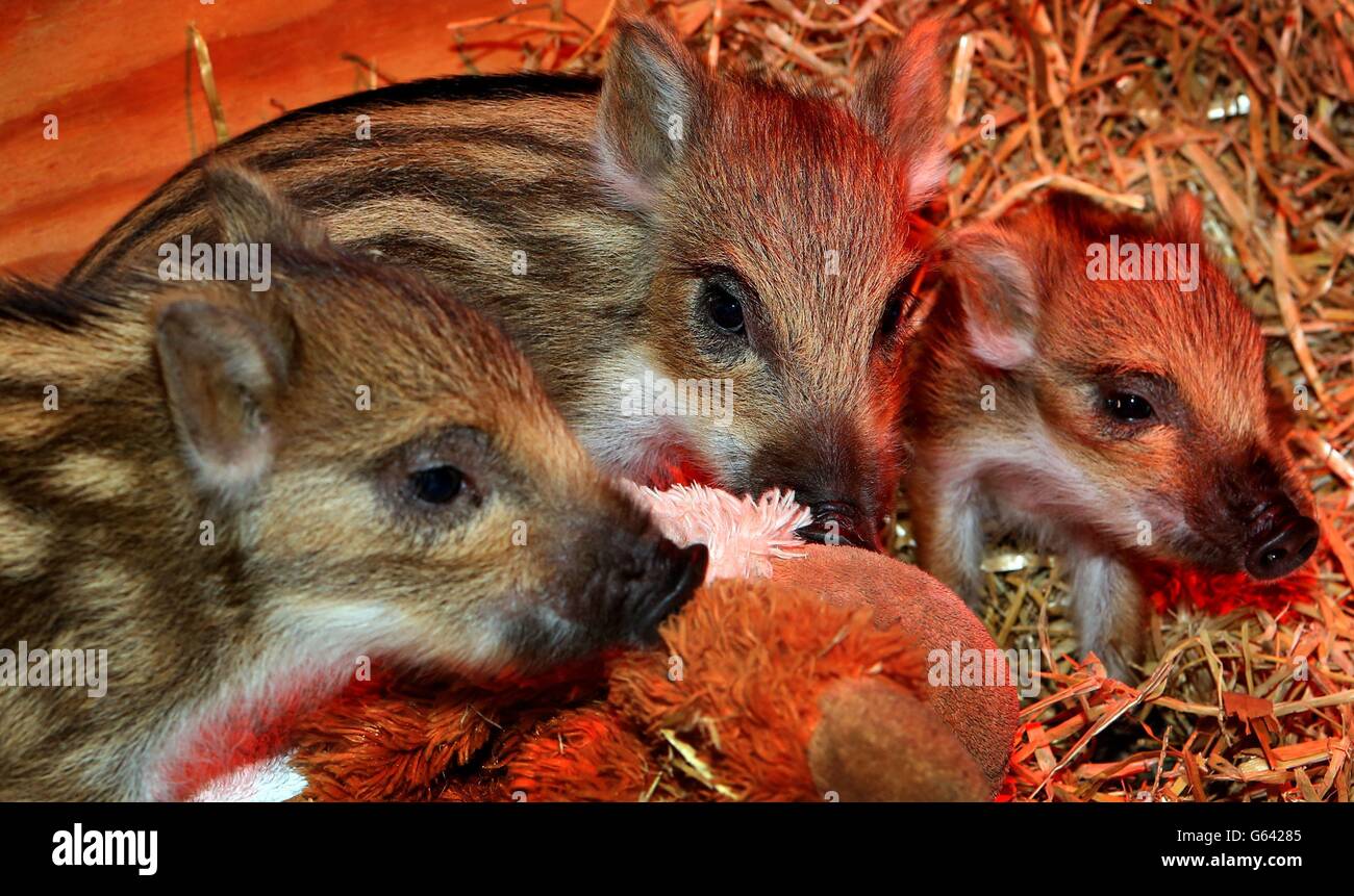 Neugeborene Wildschweinferkel, im Whipsnade Zoo in Bedfordshire. Die vier Wochen alten Schwestern, Dotty, Hettie und Gertie, wurden in die Obhut genommen, als sie nur ein paar Tage alt waren, nachdem ihre Mutter einen extra großen Wurf hatte und nicht in der Lage war, ihnen die benötigte Aufmerksamkeit zu geben. Keeper Jo Shirley kümmert sich Tag und Nacht um die winzigen Drillinge und füttert sie rund um die Uhr. Stockfoto