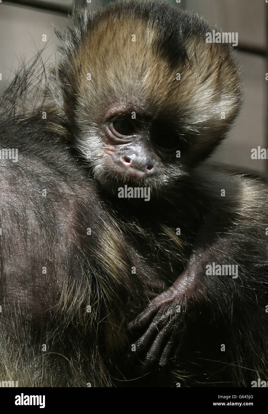 Ein im letzten Monat geborener gelber Kapuzineraffen schaut sich im Zoo von Edinburgh um. Stockfoto