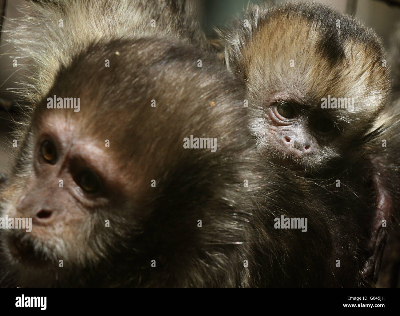 Ein im letzten Monat geborener gelber Kapuzineraffen schaut sich im Zoo von Edinburgh um. Stockfoto