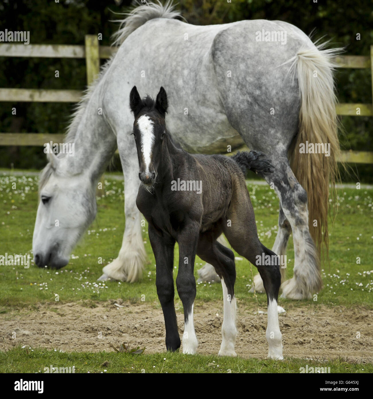 Ein noch unbenanntes Shire-Pferdefohlen findet ihre Füße und erkundet die Sicherheit von Mutter Orla im Crealy Great Adventure Park in Tredinnick in Cornwall, wo sie am 16. Mai um 4 Uhr morgens geboren wurde. Stockfoto