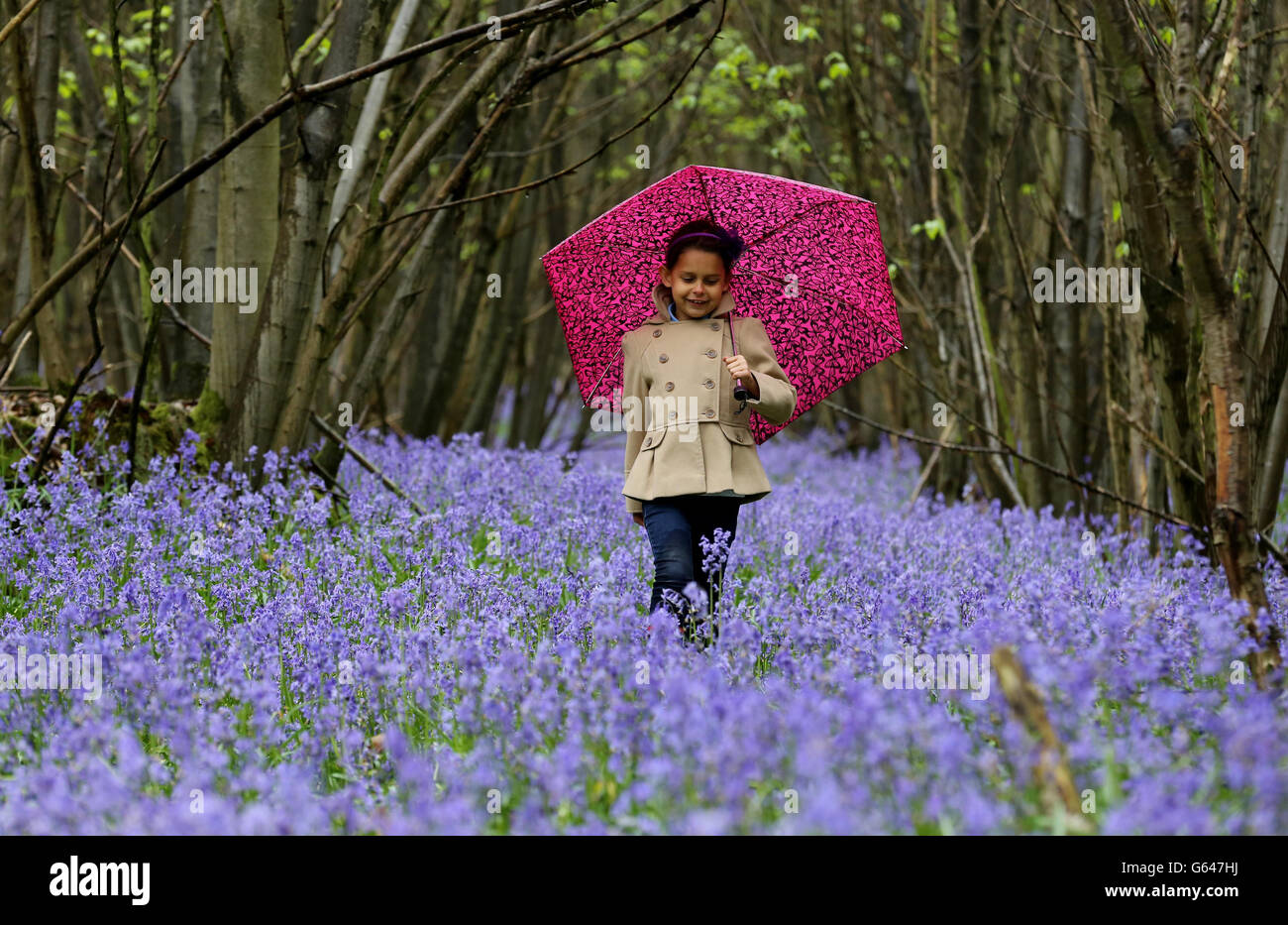 Isla Stanton, im Alter von sechs Jahren, spielt in Bluebells in King's Wood in der Nähe von Ashford, Kent, da das ungewöhnlich kalte Wetter in südlichen Gebieten und den Midlands Platz für ein trockenes und sonniges Feiertagswochenende machen wird, sagten Prognostiker. Stockfoto