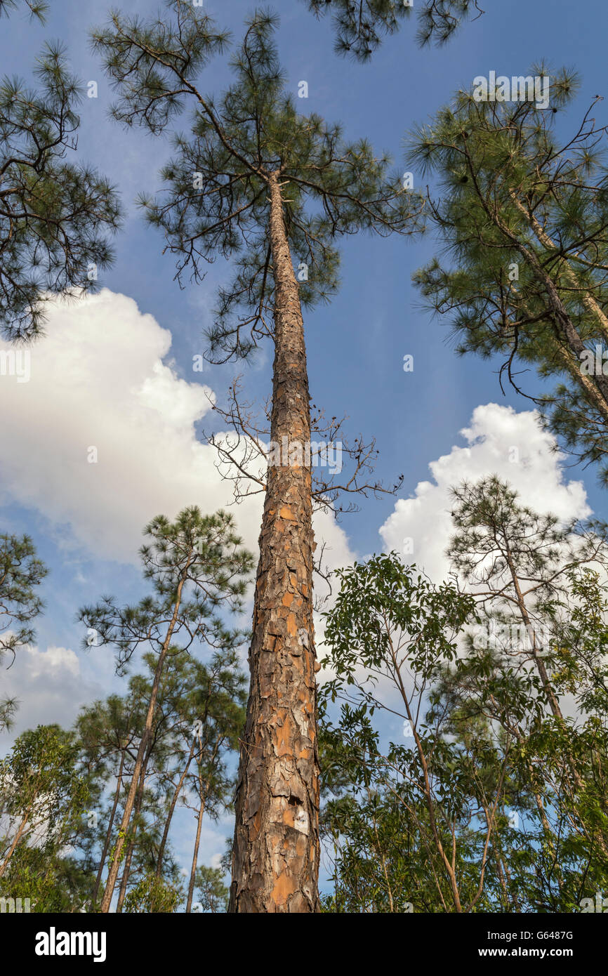Florida Everglades Nationalpark, Pinelands Trail, Slash-Kiefer (Pinus Elliotti), Wald, Baumstamm, Rinde Stockfoto