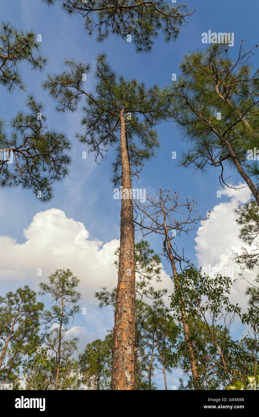 Florida Everglades Nationalpark, Pinelands Trail, Slash-Kiefer (Pinus Elliottii), Wald, Baumstamm, Rinde Stockfoto