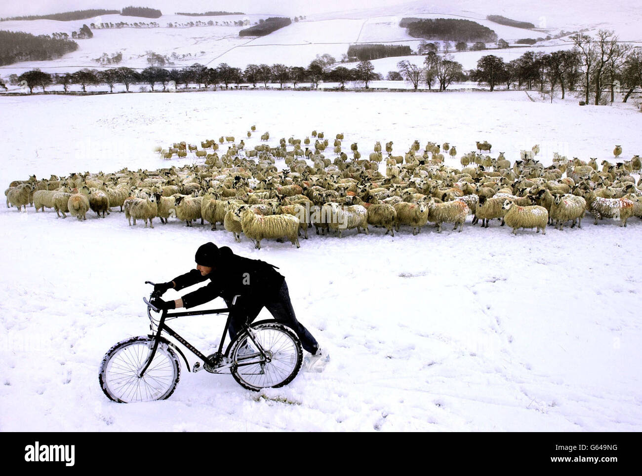 Ein Schäfer in den Scottish Borders, bei Peebles, kommt mit einem Mountainbike an, um seine Herde zu befragen. Fast 33,000 schottische Schüler hatten den Tag frei, da schwerer Schnee und Schneesturm weiterhin Chaos verursachen.in einigen Gebieten der Highlands fielen über Nacht bis zu neun Zentimeter Schnee. Stockfoto