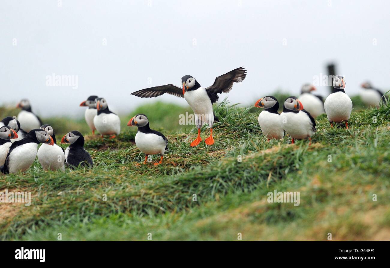 Papageientaucher auf der Inner Farne auf den Farne-Inseln, als die Volkszählung der Papageientaucher des National Trust 2013 beginnt. Stockfoto