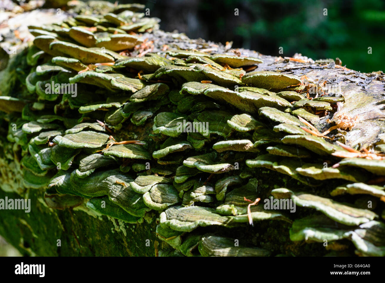 Baum-Pilze auf einem gefallenen Buche (Fagus Sylvatica), die nicht mehr beseitigt werden und Teil der Urwald in den Vienn sein Stockfoto